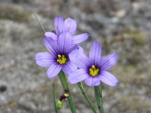 Sisyrinchium cv. California Sky