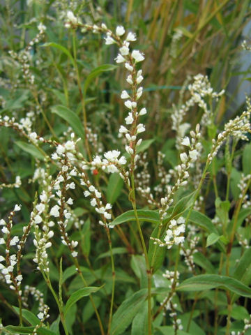 Persicaria japonica