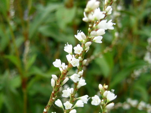 Persicaria japonica