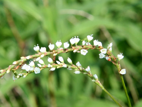 Persicaria japonica