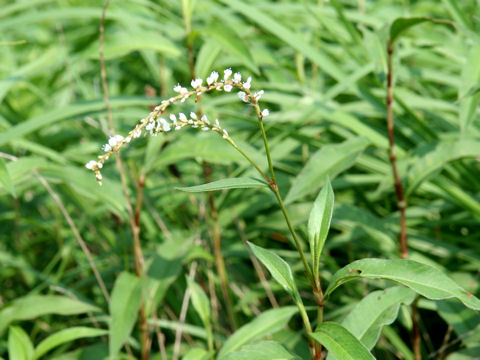 Persicaria japonica