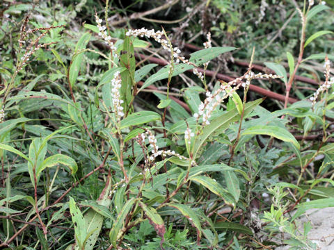 Persicaria japonica