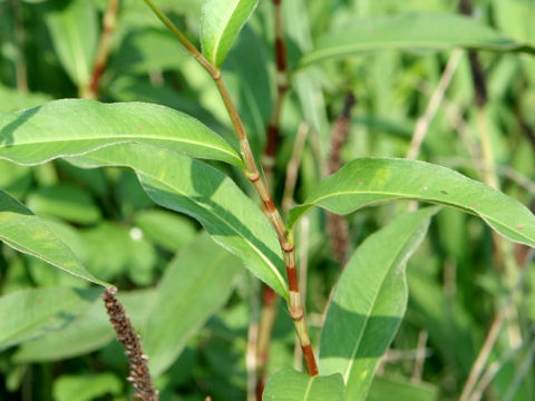 Persicaria japonica