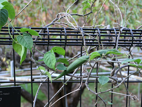 Stephanotis lutchuensis var. japonica