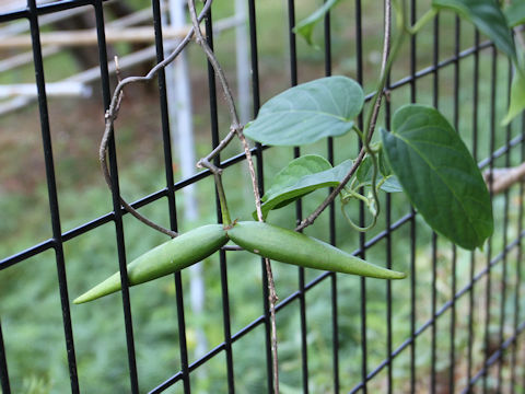 Stephanotis lutchuensis var. japonica