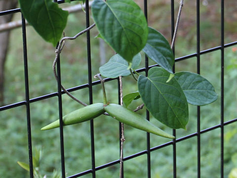 Stephanotis lutchuensis var. japonica