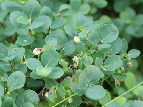 Gaultheria pyroloides