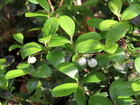 Gaultheria pyroloides