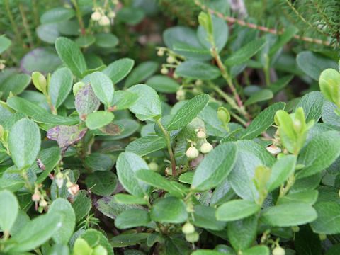 Gaultheria pyroloides