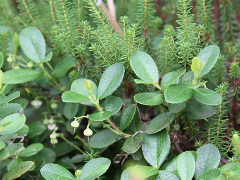 Gaultheria pyroloides