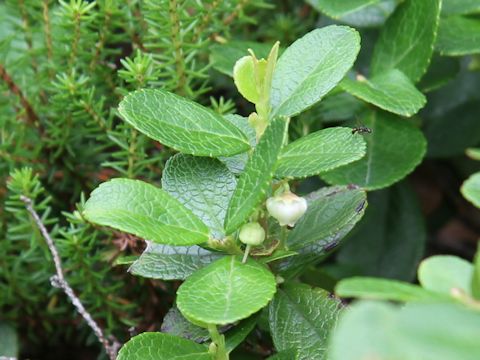 Gaultheria pyroloides