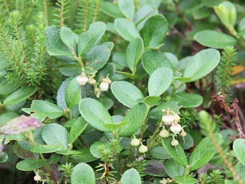 Gaultheria pyroloides