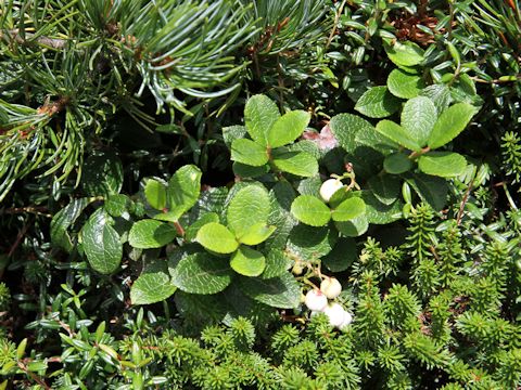 Gaultheria pyroloides