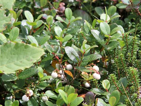 Gaultheria pyroloides