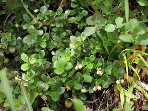 Gaultheria pyroloides