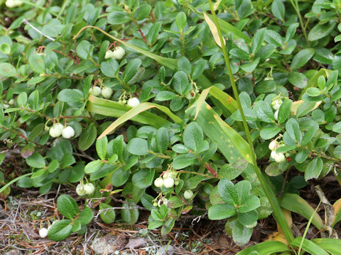 Gaultheria pyroloides