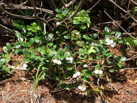 Gaultheria pyroloides