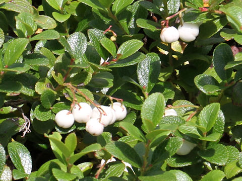 Gaultheria pyroloides