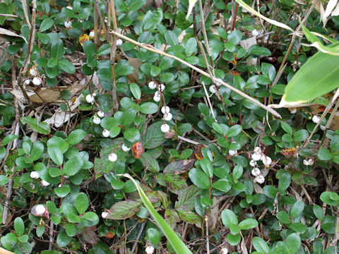 Gaultheria pyroloides