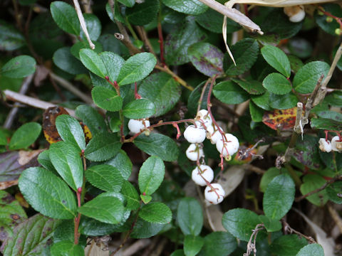 Gaultheria pyroloides