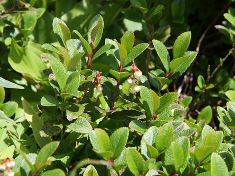 Gaultheria pyroloides