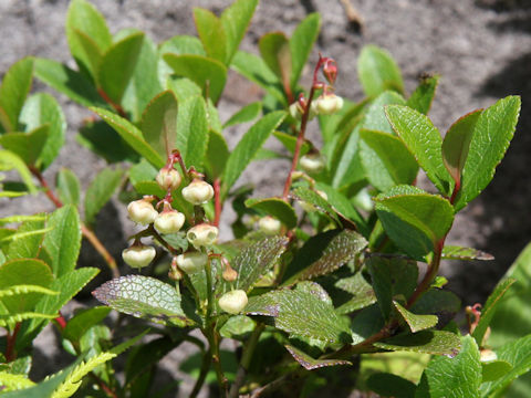 Gaultheria pyroloides