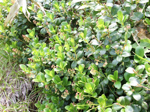 Gaultheria pyroloides