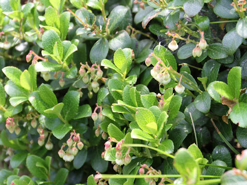 Gaultheria pyroloides