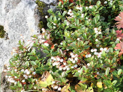 Gaultheria pyroloides