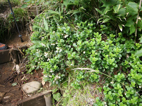 Gaultheria pyroloides