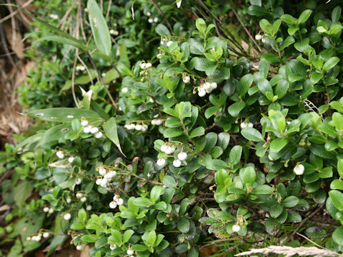 Gaultheria pyroloides
