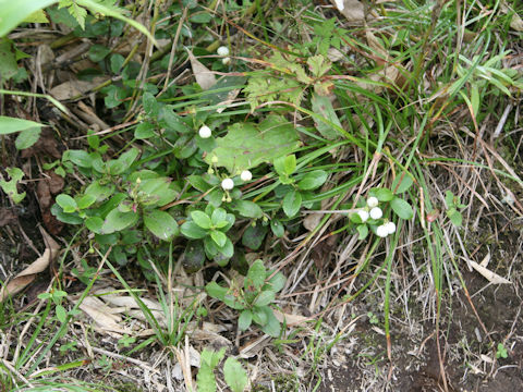 Gaultheria pyroloides