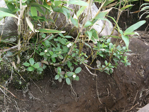 Gaultheria pyroloides