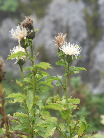 Serratula coronata ssp. insularis