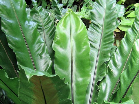 Asplenium nidus