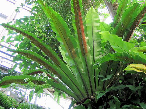 Asplenium nidus