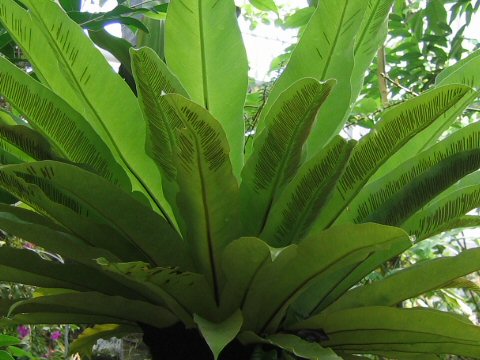 Asplenium nidus