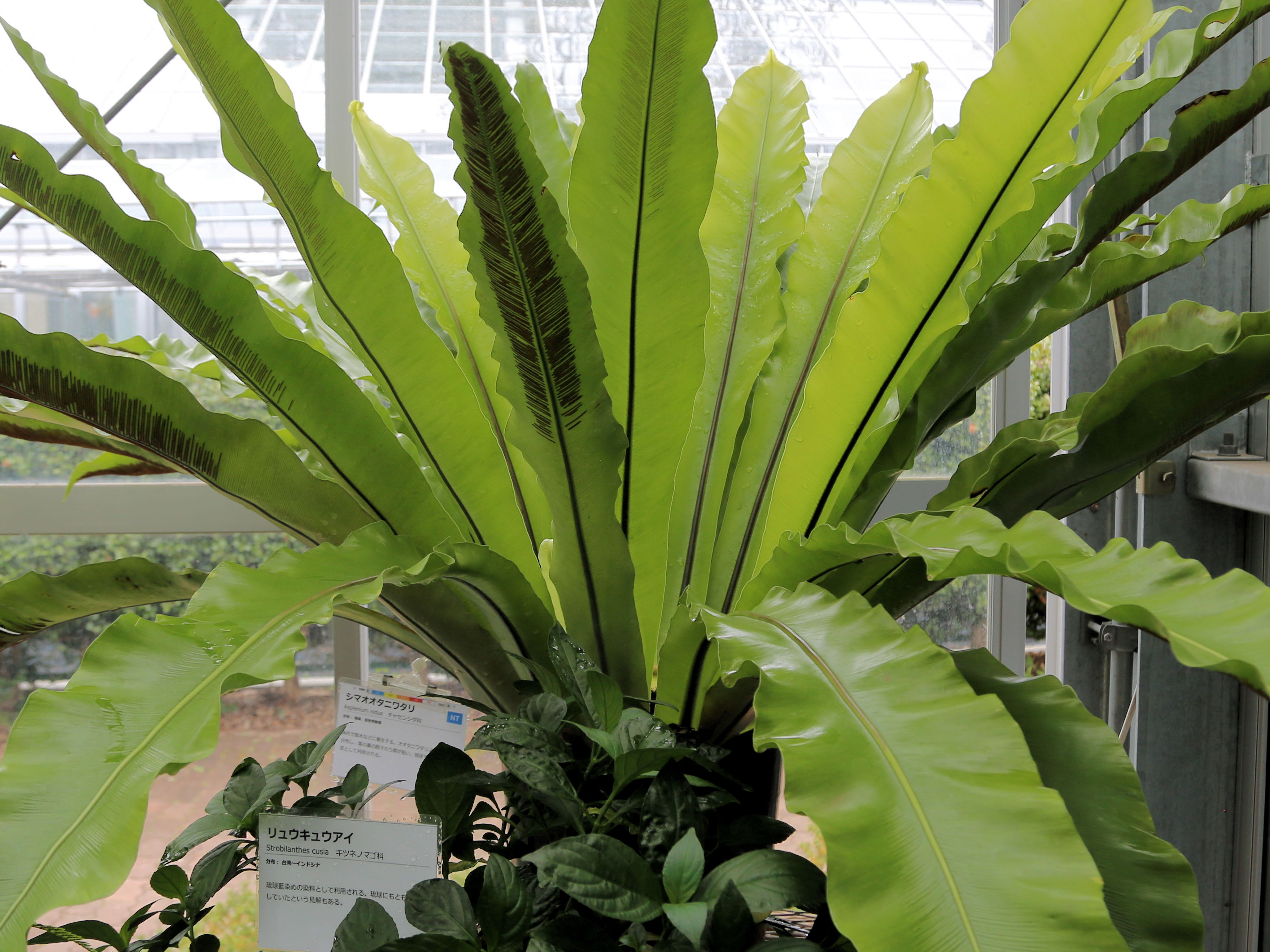 Asplenium nidus