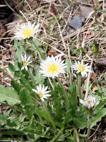 Taraxacum albidum