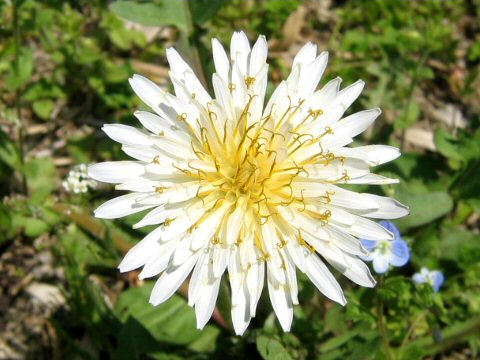 Taraxacum albidum