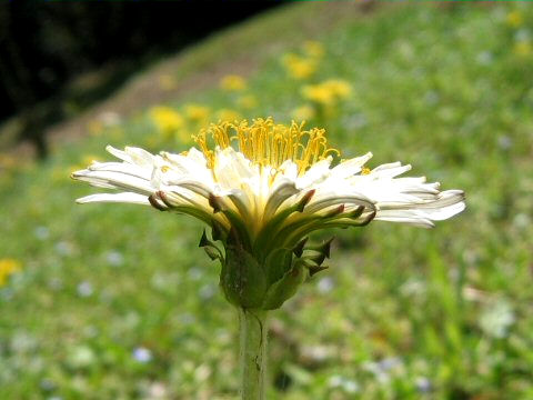 Taraxacum albidum