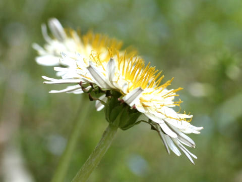 Taraxacum albidum