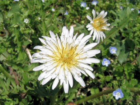 Taraxacum albidum