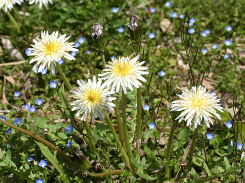 Taraxacum albidum