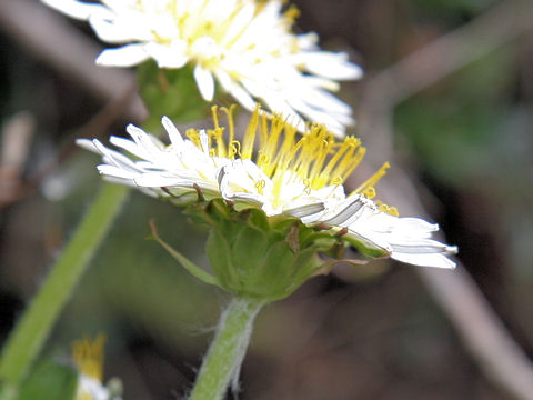 Taraxacum albidum