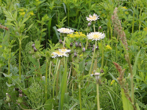 Taraxacum albidum