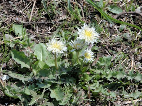 Taraxacum albidum