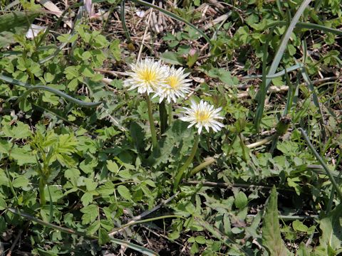 Taraxacum albidum