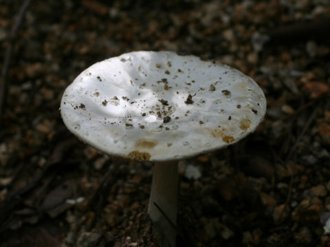 Amanita verna