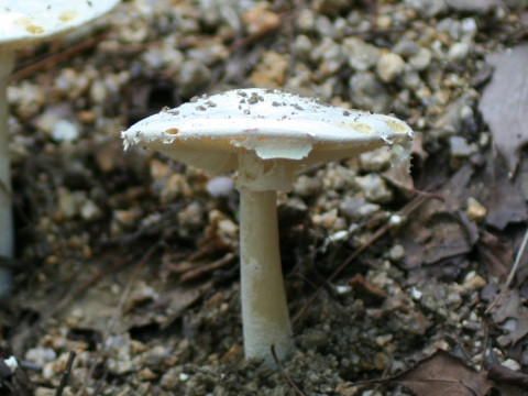 Amanita verna